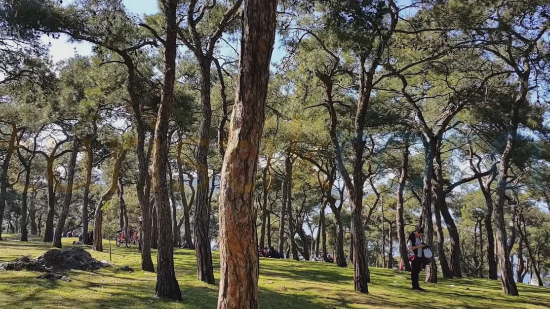 Büyükada'da Çam Ormanları