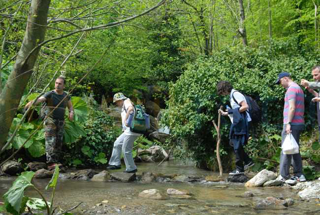 Orman Yolu